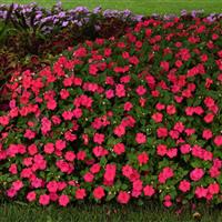 Beacon<sup>®</sup> Lipstick Impatiens
