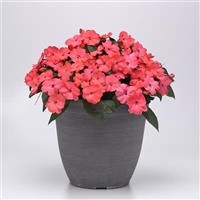Solarscape<sup>®</sup> XL Salmon Glow Interspecific Impatiens