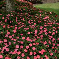 Solarscape<sup>®</sup> XL Salmon Glow Interspecific Impatiens