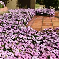 Akila<sup>®</sup> Lavender Shades Osteospermum