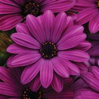 Akila<sup>®</sup> Purple Osteospermum