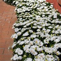 Akila<sup>®</sup> Daisy White Osteospermum