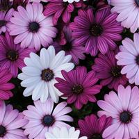 Akila<sup>®</sup> Mixture Osteospermum