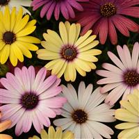 Akila<sup>®</sup> Grand Canyon Mixture Osteospermum