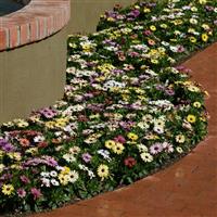 Akila<sup>®</sup> Grand Canyon Mixture Osteospermum