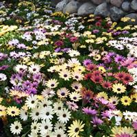 Akila<sup>®</sup> Grand Canyon Mixture Osteospermum