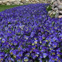 Cool Wave<sup>®</sup> Blue Skies Spreading Pansy