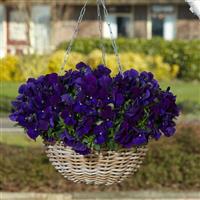 Top Wave™ Violet Spreading Pansy