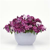 Top Wave™ Pink Shades Spreading Pansy