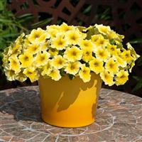 Caliburst™ Yellow Petchoa