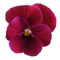 Sorbet<sup>®</sup> Carmine Rose Viola