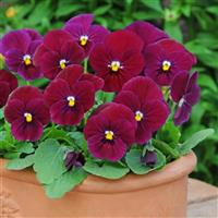 Sorbet<sup>®</sup> Carmine Rose Viola