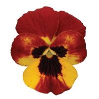 Sorbet<sup>®</sup> Fire Viola