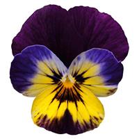 Sorbet<sup>®</sup> Midnight Glow Viola