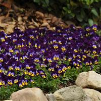 Sorbet<sup>®</sup> Midnight Glow Viola