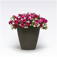 Berry Basket 26 MixMasters™