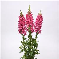 Early Potomac™ Rose Snapdragon