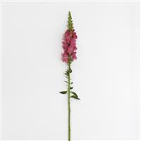 Early Potomac™ Rose Snapdragon