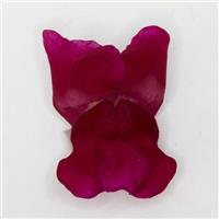 Potomac™ Royal Snapdragon