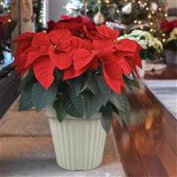 Christmas Wish™ Red Poinsettia
