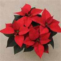 Christmas Morning Poinsettia