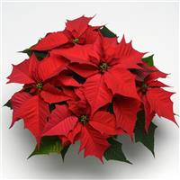 Holly Berry Poinsettia