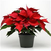 Holly Berry Poinsettia