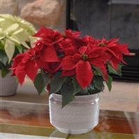 Holly Berry Poinsettia