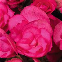 Move 2 Hot Pink Begonia