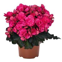 Move 2 Hot Pink Begonia