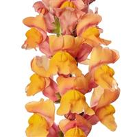 Cannes 2-3 Orange Cut Flower Snapdragon