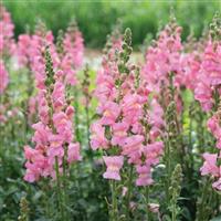 Cannes 2-3 Pink Cut Flower Snapdragon