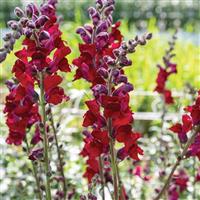 Cannes 2-3 Red Cut Flower Snapdragon