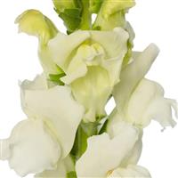 Cannes 2-3 White Cut Flower Snapdragon