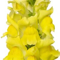 Cannes 2-3 Yellow Cut Flower Snapdragon