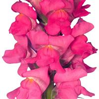 Orleans 3-4 Rose Cut Flower Snapdragon