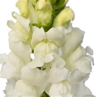 Orleans 3-4 White Cut Flower Snapdragon