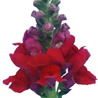 Orleans 3-4 Red Cut Flower Snapdragon