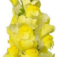 Orleans 3-4 Yellow Cut Flower Snapdragon
