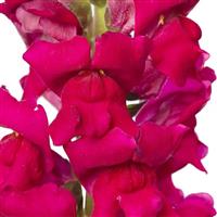 Orleans 3-4 Lilac Cut Flower Snapdragon