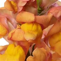 Orleans 3-4 Light Orange Cut Flower Snapdragon