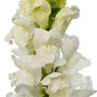 Orleans 3-4 Pure White Cut Flower Snapdragon