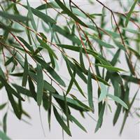 Willow Eucalyptus