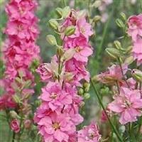 Imperial Giants Brilliant Rose Larkspur