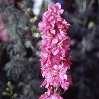 Imperial Giants Carmine King Larkspur