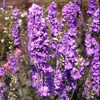 Imperial Giants Lilac Spire Larkspur
