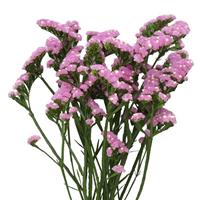 Gravure Pink Limonium
