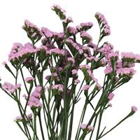 Premio Pink Limonium
