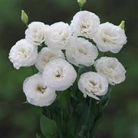 Corelli 1 White Lisianthus