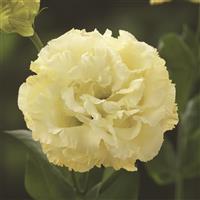 Corelli 1 Yellow Lisianthus